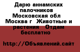 Дарю аннамских палочников - Московская обл., Москва г. Животные и растения » Отдам бесплатно   